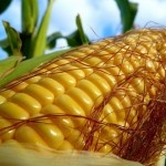 Корея планирует покупать кукурузу в Украине и восстанавливать Донбасс
