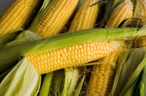 Россия может собрать рекордный урожай кукурузы