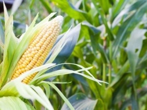 В Липецкой области растет урожайность кукурузы