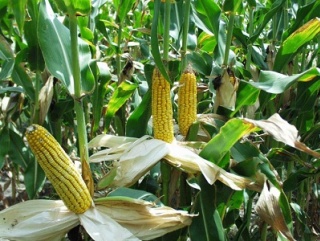 Подорожавшее зерно вызовет сокращение посевов кукурузы в Приамурье