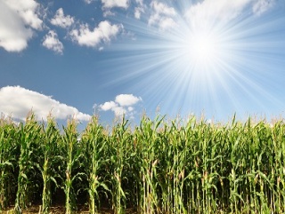 Нижегородцы сделали ставку на кукурузу