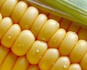 Китай рассматривает заявку швейцарской компании на продажу трансгенной кукурузы