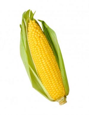 Высокоурожайные семена кукурузы