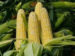 Декабрьский экспорт кукурузы приблизился к 700 тысячам тонн