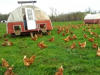 Дефицит яиц сократят семейные фермы
