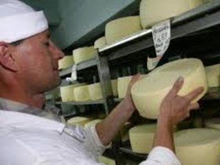 Алтай может потерять лидирующую позицию по производству сыра