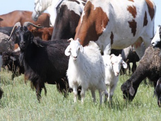 Минсельхоз: ограничивать поголовье скота личных хозяйств, нецелесообразно