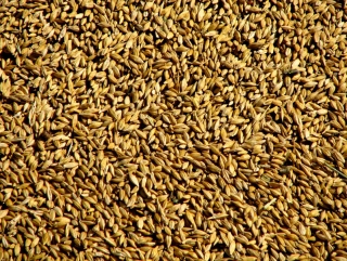 Цены на зерно на российском рынке увеличиваются