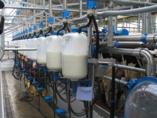 В Татарстане валовое производство молока составило более 3 тыс. тонн