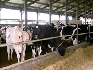 Восстановить поголовье дойного стада хотят в Ютазинском районе РТ