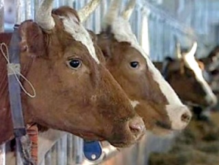 В Прикамье утвердили помощь молочным животноводам