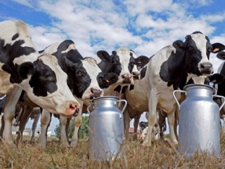 Молочная промышленность Кубани нуждается в единой стратегии развития