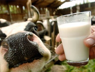 Власти готовы рассмотреть концепцию развития сферы молочного производства