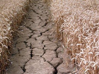Минсельхоз будет вести мониторинг ситуации в пострадавших от засухи регионах