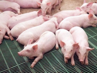 В Приморье доставили свиней из Канады