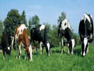 Рынок мяса в июне 2013 года