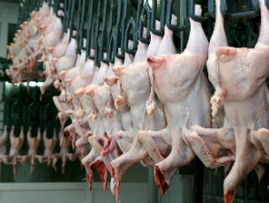 Тамбовчане взялись за производство мяса птицы