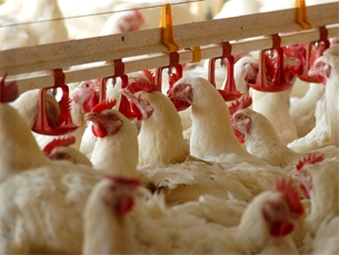 Кабардино-балкарцы увеличивают потребление мяса птицы