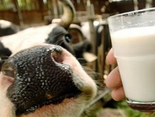 В 2014 году в Ингушетии появится новый молочный комплекс