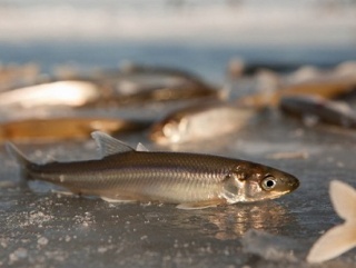 Ученые из США изобрели устройство, позволяющее перебрасывать рыбу вверх по течению