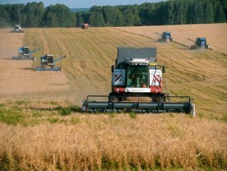 580 миллионов рублей получили новосибирские аграрии на уборку урожая