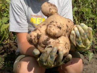 В Новгородской области вырастили клубень картофеля массой более 1 кг