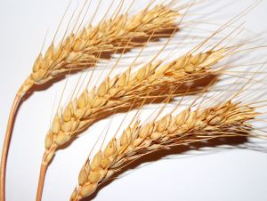 Семена озимой пшеницы Алексеич, Антонина, Баграт, Безостая 100