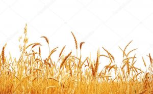 Семена озимой пшеницы мягкой Безостая 100, Гром, Гурт, Жива, Степь, Таня, Юка, Юбилейная 100