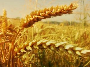 Семена озимых культур (пшеницы, ячменя, тритикале)