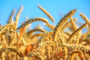 Семена озимой пшеницы, ячменя, тритикале от производителя