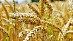 Семена озимой пшеницы и ячменя ЭС, РС-1