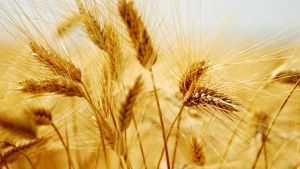 Семена озимой пшеницы сорта Безостая 100, Гром, Жива