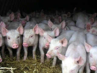 Угроза заноса африканской чумы свиней в регион сохраняется
