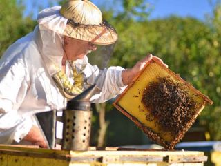 Ветеринарные специалисты Ростовской области призывают пчеловодов выйти из тени