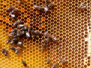 Пчеловоды России примут участие в салоне «Жизнь фермера 2019» на ВДНХ