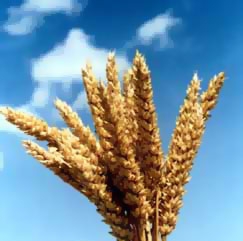 О перспективах украинской пшеницы