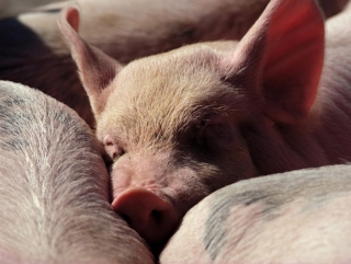 В связи с АЧС поголовье свиней в Южном ФО сократилось на 28%