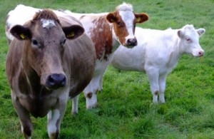В Орловской области увеличены субсидии на поддержку племенного животноводства