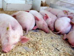 Башкирские фермеры сокращают производство свинины из-за дорогих кормов