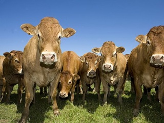 Поголовье крупного рогатого скота в России растет