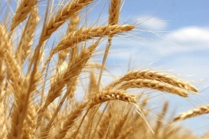 В России стартуют закупочные зерновые интервенции