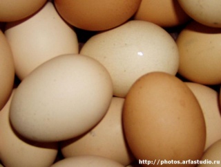 Украинские яйца – конкуренция немецким производителям