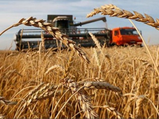 Российские производители зерна не намерены продавать свою продукцию на экспорт и в интервенционный фонд