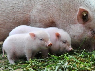 В Тульской области развивается свиноводство