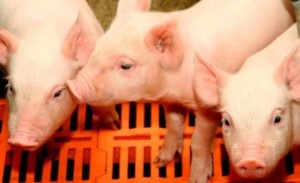 Россельхознадзор отказал ЕС в возобновлении поставок свинины