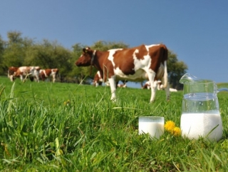 В Татарстане отмечено падение объемов производства молока