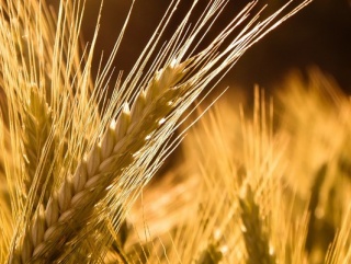 Армения хочет потреблять свою пшеницу