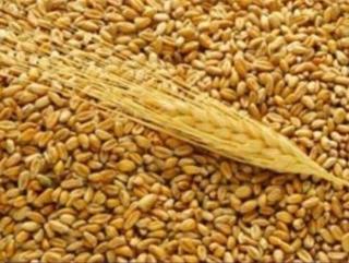 ФТС: Россия снизила выручку от экспорта пшеницы за 11 месяцев на 28%