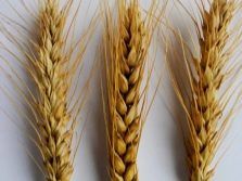 Семена озимой пшеницы Безостая 100, Гром, Жива, Степь, Таня, Юка, Юбилейная 100
