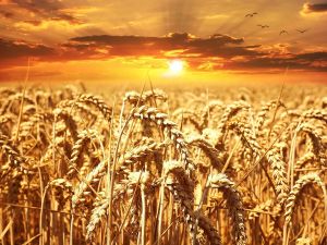 Семена озимой пшеницы и ячменя